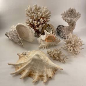 A Collection of Sea Shells and Corals